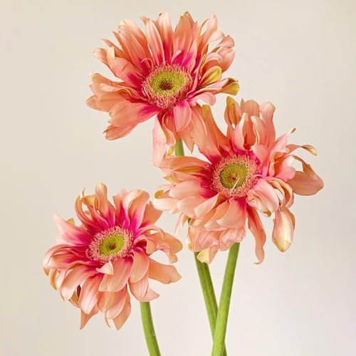 Gerbera samen、 gerbera pflanze samen、 blumen garten、pflanzen für sonnige plätze bonsai topf、schnittblumen samen samen anzucht、pflanzen winterhart draußen deko garten、schnell wachsender 250pcs