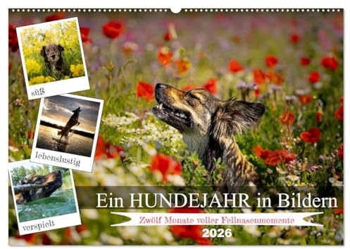 Ein Hundejahr in Bildern (Wandkalender 2026 DIN A2 quer), CALVENDO Monatskalender: Erleben Sie die Jahreszeiten aus der Perspektive eines treuen ... in zwölf fesselnden Fotos. (CALVENDO Tiere)
