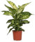 Dieffenbachia Mars - Feng-Shui Pflanze - Zimmerpflanze - Ø17cm - ↑50cm