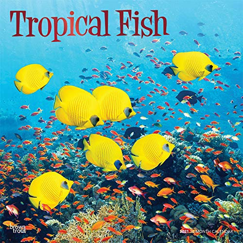 Tropical Fish - Tropische Fische 2021- 16-Monatskalender: Original BrownTrout-Kalender [Mehrsprachig] [Kalender] (Wall-Kalender)