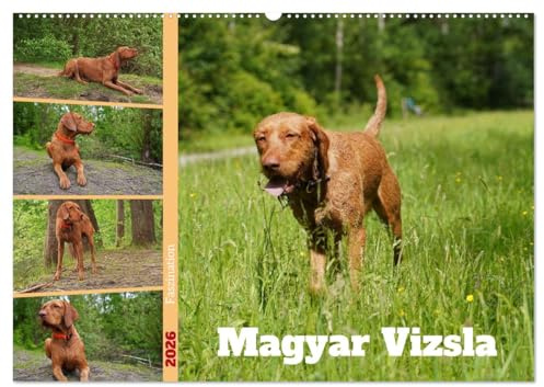 Faszination Magyar Vizsla (Wandkalender 2026 DIN A2 quer), CALVENDO Monatskalender: 14 Monate alter Magyar Vizsla Drahthaar im Wald und auf der Wiese (CALVENDO Tiere)