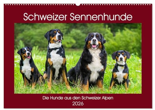Schweizer Sennenhunde - die Hunde aus den Schweizer Alpen (Wandkalender 2026 DIN A2 quer), CALVENDO Monatskalender: Schweizer Sennenhunde in 13 faszinierenden Bildern (CALVENDO Tiere)