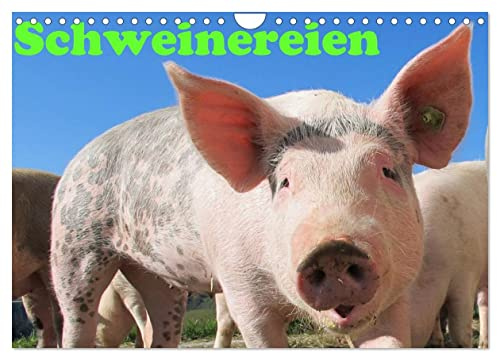 Schweinereien (Wandkalender 2026 DIN A4 quer), CALVENDO Monatskalender: Ein schöner Kalender für alle die Schweine und Schweinereien lieben (CALVENDO Tiere)