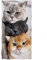 Violetpos Badetuch 3 Katzen 70 cm x 140 cm Strandtuch