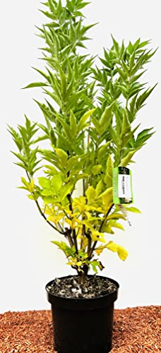 Sambucus nigra 'Obelisk' 60-80 cm - Schwarzer Holunder, weiße Blüten, Blütezeit Mai-Juni, ideal für Hecken, pflegeleicht und winterhart