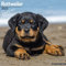 Rottweiler Puppies – Rottweiler Welpen 2023 – 16-Monatskalender: Original Avonside-Kalender [Mehrsprachig] [Kalender] (Wall-Kalender)