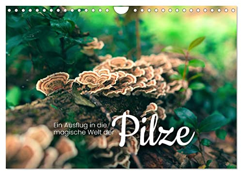 Ein Ausflug in die magische Welt der Pilze (Wandkalender 2026 DIN A4 quer), CALVENDO Monatskalender: Weder Gemüse noch Tier. (CALVENDO Natur)