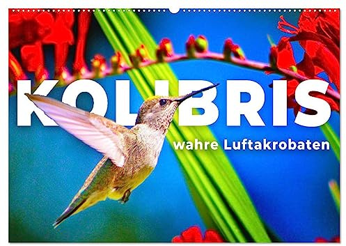 Kolibris - wahre Luftakrobaten (Wandkalender 2026 DIN A2 quer), CALVENDO Monatskalender: Klein aber oho. (CALVENDO Tiere)
