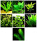 15 plantes d'aquarium vivantes / 7 types différents – Combo personnalisé (Anubias, épée d'Amazonie, fougère de Java, mousse et bien plus encore) Excellent échantillon de plantes pour 4 à 5 gallons