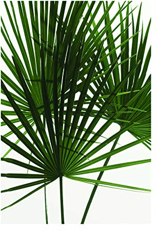 Komar Wandbild | Palmtree Leaves | Poster, Bild, Wohnzimmer, Schlafzimmer, Dekoration, Kunstdruck | ohne Rahmen | P061-50x70 | Größe: 50 x 70 cm (Breite x Höhe)