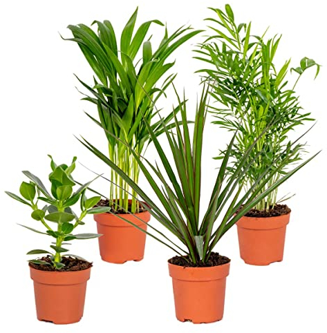 4x Pflegefreundliche Mischung - Zimmerpflanze – ⌀12 cm - 25-45 cm