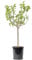 Higuera Natural Árbol de Exterior Perfecto para Jardines