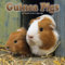Guinea Pigs Wandkalender 2012 [Kalender]