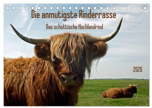 Die anmutigste Rinderrasse - Das schottische Hochlandrind (Tischkalender 2026 DIN A5 quer), CALVENDO Monatskalender: Die schottischen Hochlandrinder ... Betrachter in ihren Bann. (CALVENDO Tiere)