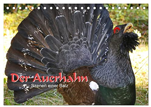 Der Auerhahn - Szenen einer Balz (Tischkalender 2026 DIN A5 quer), CALVENDO Monatskalender: Von März bis in den späten Mai hinein balzen die Auerhühner. (CALVENDO Tiere)