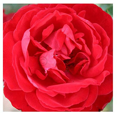 gardenexpert Rosa 'Dublin Bay' Climbing Rose Potted, red