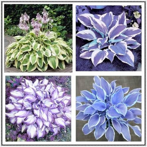 Hosta pflanze winterhart - Hosta funkien knollen -Leicht zu kultivieren – schnelles Wachstum und Blüte – geeignet für Topfgartenblumen und -pflanzen-4knollen-H