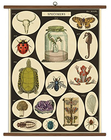 Cavallini Papers Specimens Vintage School Chart