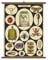 Cavallini Papers Specimens Vintage School Chart