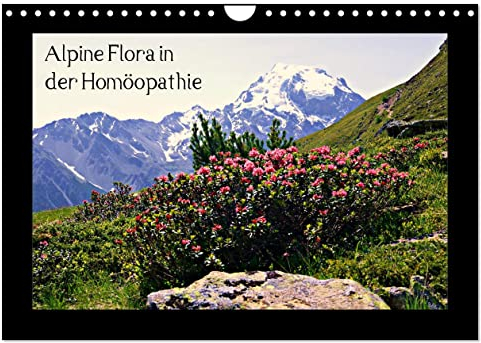 Alpine Flora in der Homöopathie (Wandkalender 2025 DIN A4 quer), CALVENDO Monatskalender