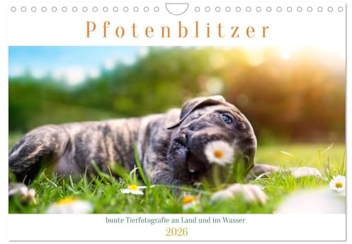 bunte Tierfotografie an Land und im Wasser (Wandkalender 2026 DIN A4 quer), CALVENDO Monatskalender: Ein buntes Hundejahr mit verschiedenen Rassen und Mixen (CALVENDO Tiere)