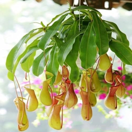 kiskick Nepenthes-Samen, 200 Stück Nepenthes-Samen Gartenbalkon Terrasse Topfbonsai fleischfressende Pflanzen Nepenthes-Samen