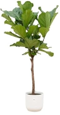 Ficus Lyrata - Higuera (30 cm de diámetro, 160 cm, incluye maceta), color blanco