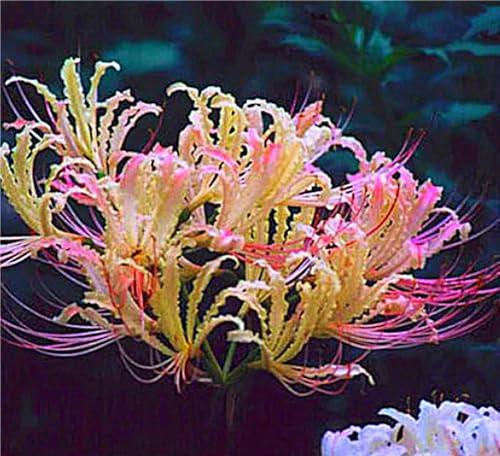 Lycoris-Zwiebeln,Zauberblume,Hibiskuslilie MehrjäHrige Pflanzen,Winterhart, Balkon,Seltene Pflanzen, Innenhof,Spinnenlilie-10zwiebeln-B