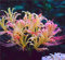 Lycoris-Zwiebeln,Zauberblume,Hibiskuslilie MehrjäHrige Pflanzen,Winterhart, Balkon,Seltene Pflanzen, Innenhof,Spinnenlilie-10zwiebeln-B