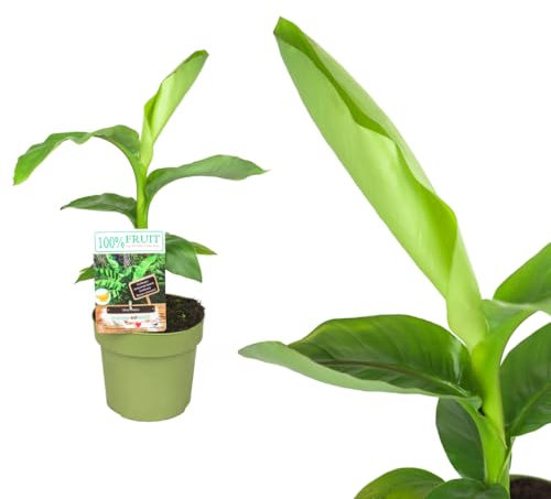 Musa Basjoo exotique : votre bananier résistant à l'hiver et facile d'entretien pour le jardin, le balcon et la maison (1 Musa Basjoo de 40 à 60 cm)