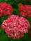 10 SEMI Pz azalea fiori per il giardinaggio rosso scuro:Seeds Only