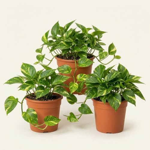 Efeutute | 3er-Set | Epipremnum aureum | ca. 30-35 cm | ø 12-15 cm Topf | Pflegeleichte Zimmerpflanzen für Wohnung und Büro | Qualität vom Pflanzen Profi | Ideale Raumbegrünung