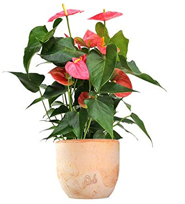 Anthurium Rosa Altezza 45 cm, Pianta Vera, Pianta da Interno, Vaso Artigianale in Terracotta