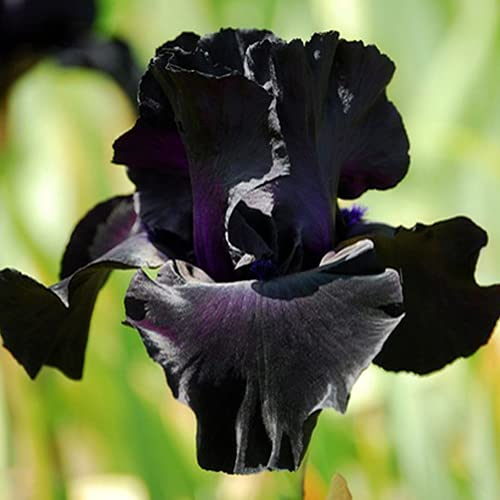 CHTING 3Stücke Mehrjähriges Irisbirne Erbstück Schwarz Besondere Blumen Schwertlilie Zwiebeln Duft Zieht Bienen Schmetterlinge Bestäuben Ihren Garten Voller Vitalität Iris Zwiebeln