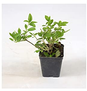 Pianta Lantana Sellowiana - Dimensione Vaso Vaso 7cm, Colori Disponibili Mix Colori