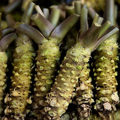 100 Stück wasabi pflanze samen - Seltene Pflanzen kräutersamen serie - pflanztopf garten topfpflanzen draußen winterhart grünpflanzen pflanzensamen deko kräuter exotische kübelpflanzen