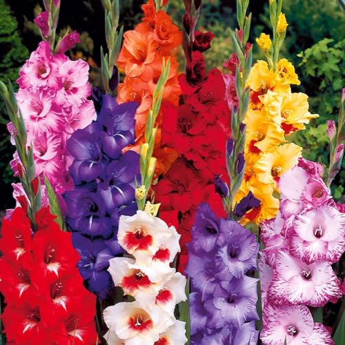 Gladiolen zwiebeln,winterharte pflanzen,duftende, sehr dekorative, schöne und gesunde Zwiebel,farbenfrohe und robuste Blumenzwiebeln,gladiolen mehrjährig winterhart.-5 zwiebeln