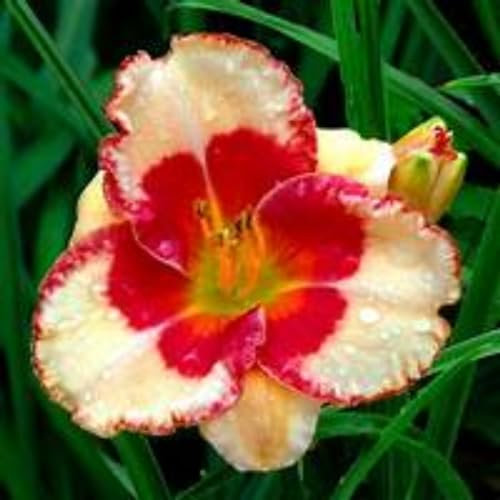 Taglilien zwiebeln,Winterhart mehrjährig,hemerocallis pflanzen,taglilien,taglilien zwiebeln winterhart mehrjährig,taglilien rhizome,gross blumige taglilien,hemerocallis Knollen.-3zwiebeln-C