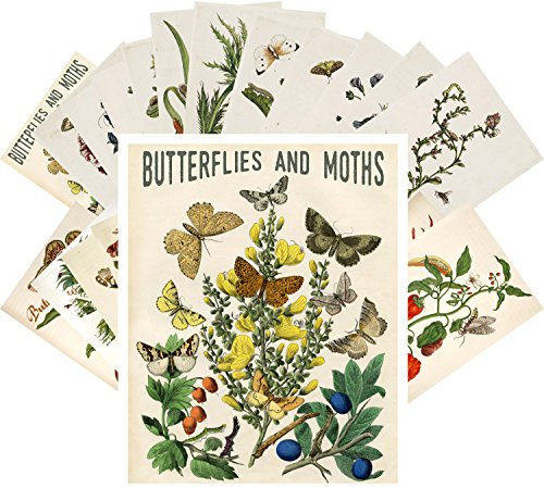 24 Postkarten Butterfly and Moths Vintage Book Illustration