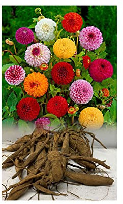 15 Mixed Pom Pom Dahlia/Tubers/Bulbs, Mixed Colours, Garden Summer Flowering Excellent Offer : - by GARTHWAITE NURSERIES® : - UK Stockist