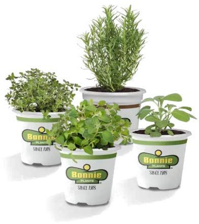 Kit Romero + Salvia + Orégano + Tomillo Plantas Aromáticas