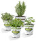 Kit Romero + Salvia + Orégano + Tomillo Plantas Aromáticas
