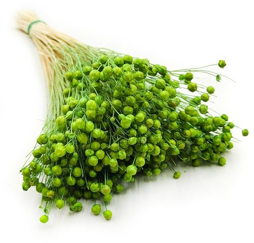 Enchanted Dekogras Getrocknetes Gras Flachs Ziergras Leinen Trockenblumen Natürlich Boho 80 Stück Grün