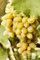 Pianta di Vite varietà Uva Italia pianta di uva vigna da tavola pianta di Uva Italia innestata pianta vera di vite venduta da eGarden.store