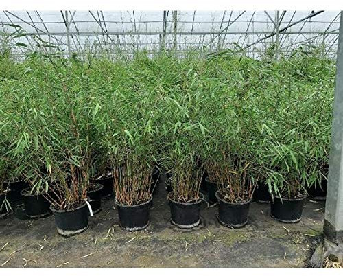 Fargesia scabrida 'Asian Wonder' C2, 50-100 cm – Robuste und winterharte Bambusart für den Garten, Ideal für Hecken und als Solitärpflanze, Schnellwüchsig und pflegeleicht - wächst ohne Rhizomsperre