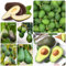 100 Pcs Avocado Samen - Bonsai Baum, Balkonpflanzen Winterhart (Persea Americana) Seltene Pflanzen Pflanzen Samen Indoor Obstsamen Winterfeste Pflanzen Für Balkon Baum Deko Obst Nachhaltige