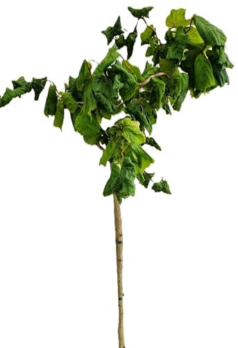 Korkenzieherhasel Corylus avellana Contorta Hochstamm 125-150 cm Höhe