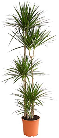 Dehner Drachenbaum, mehrtriebig mit rötlicher Umrandung, ca. 190-200 cm, Ø Topf 27 cm, Zimmerpflanze