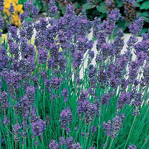 Drought Tolerant Highly Scented Purple Flowers English Lavender Munstead Shrubs Garden Plants Attracts Bees and Butterflies, 24 x Plug Plants Lavandula Munstead by Thompson & Morgan (24)