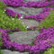 500 Pcs Sandthymian Bodendecker Winterhart Samen - Kriechender Thymian - Indoor Kräutergarten, Exotische Pflanzen Winterhart Sandthymian Saatgut, Kräuterpflanzen, Geschenke Für Gartenfreunde
